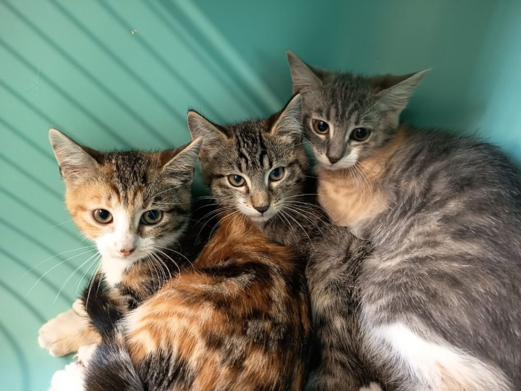 Mikasa - Chat Européen à adopter