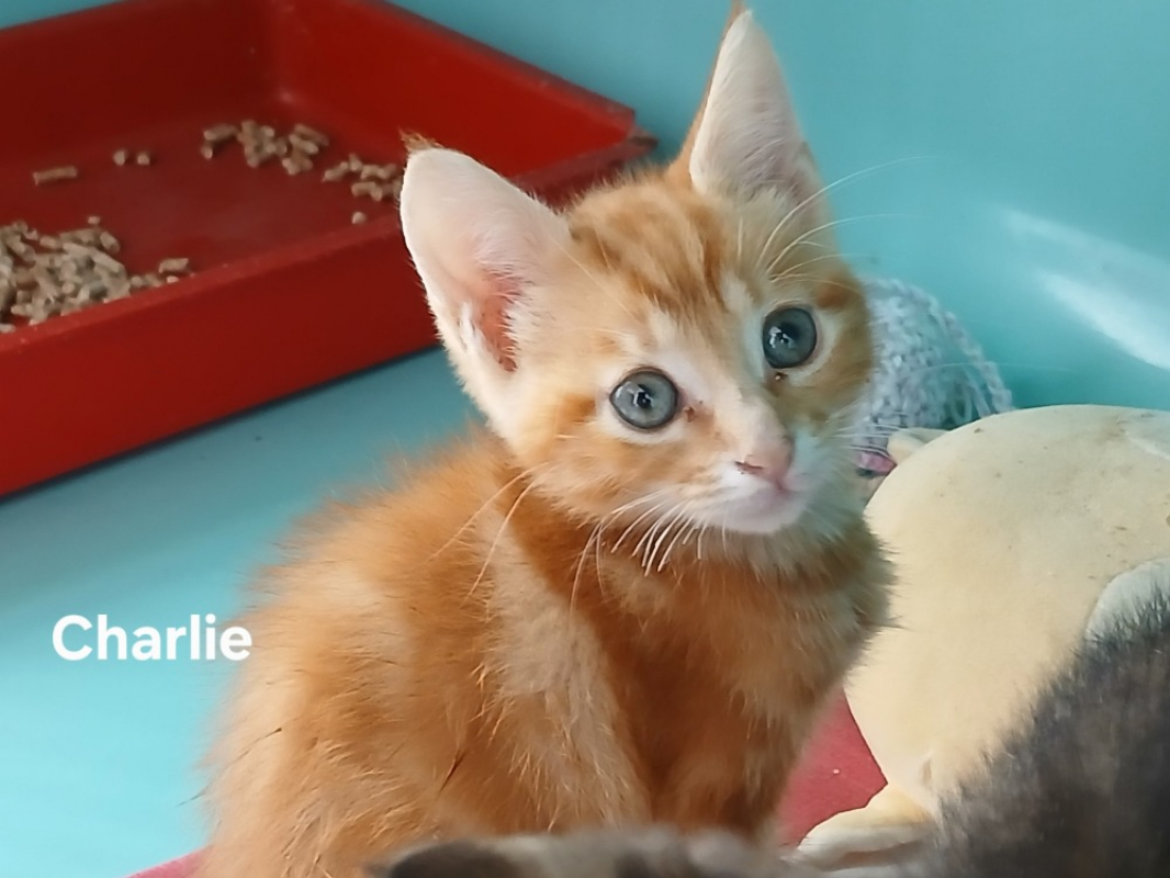Photo de Charlie