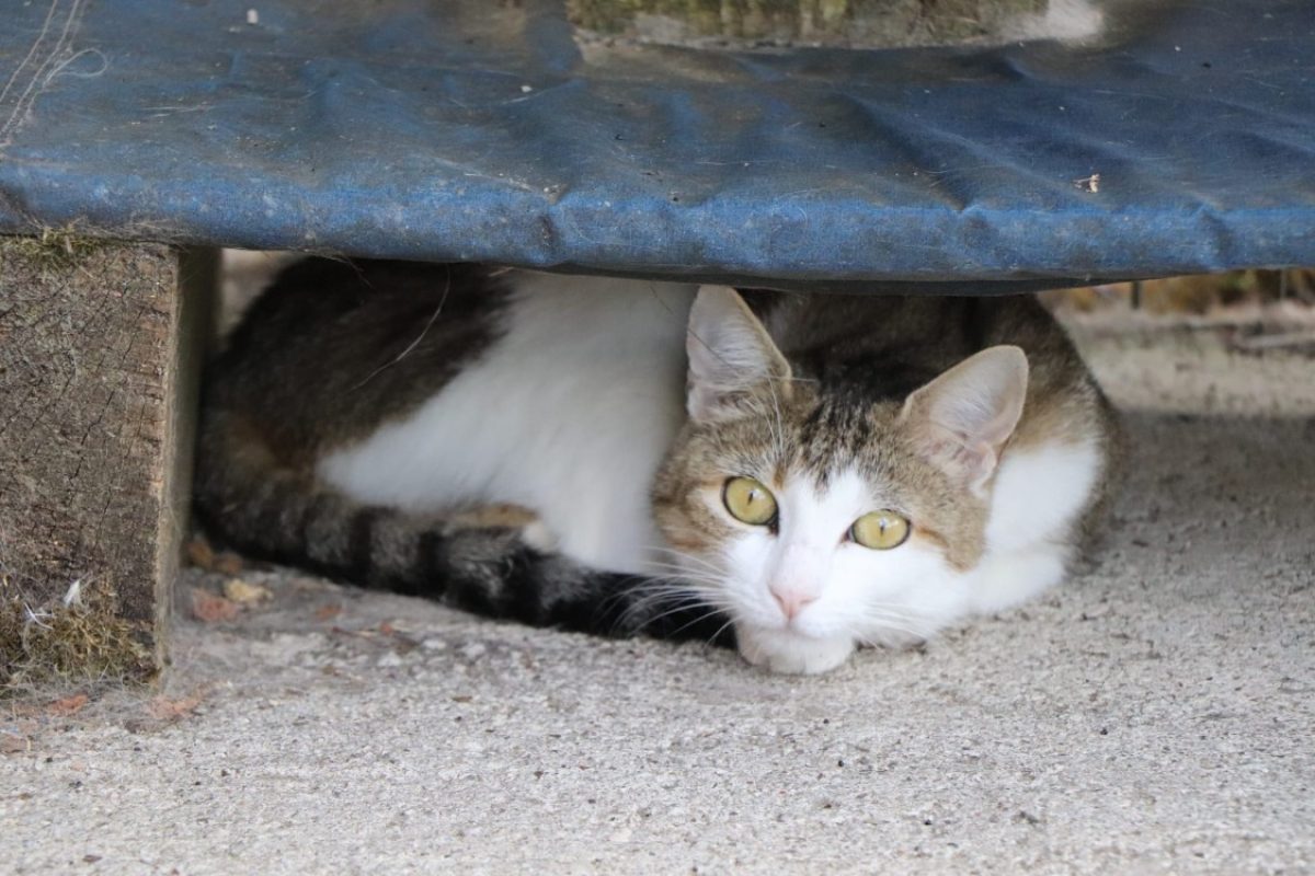 Valentine - Chat Européen à adopter