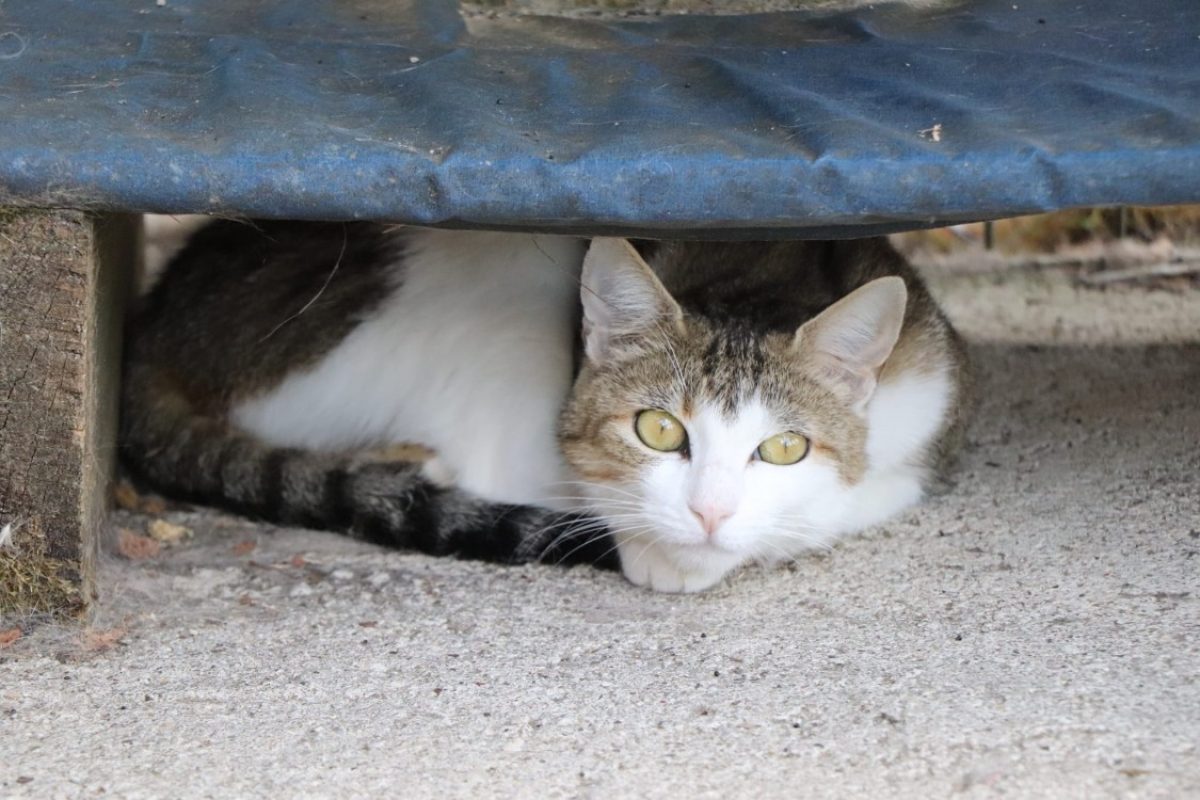 Valentine - Chat Européen à adopter - photo 2