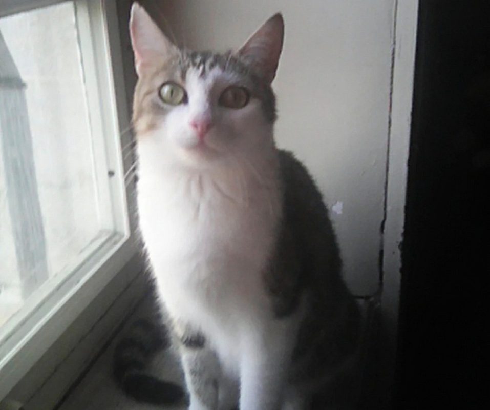 Valentine - Chat Européen à adopter - photo 3