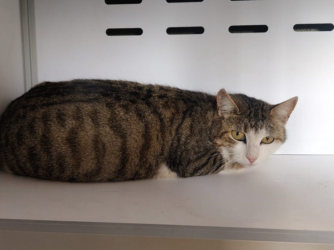 Valentine - Chat Européen à adopter - photo 4