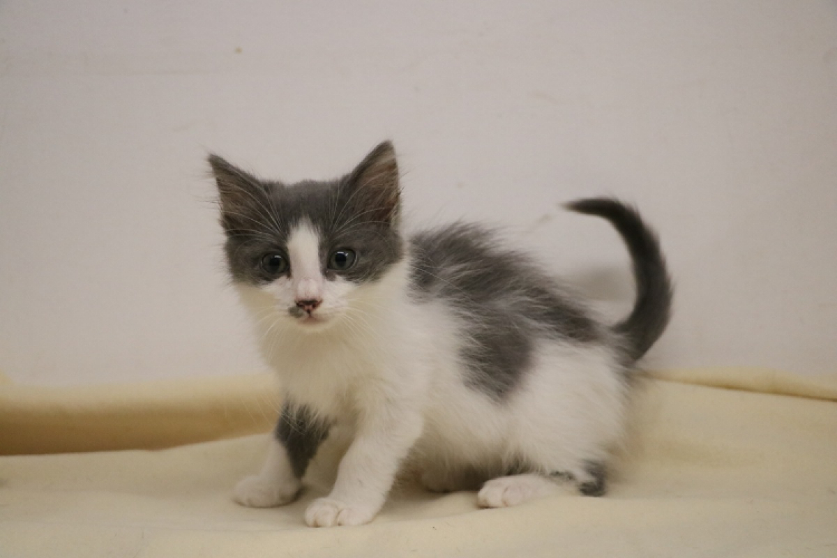 Photo de Miumiu