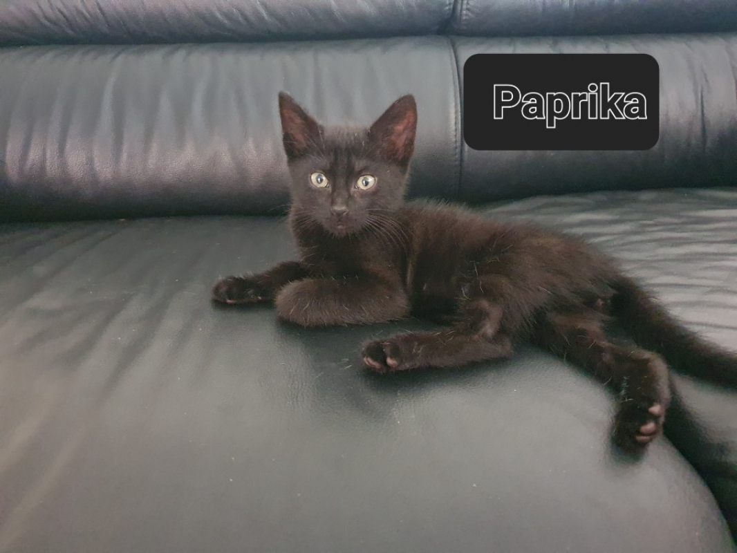 Photo de Paprika