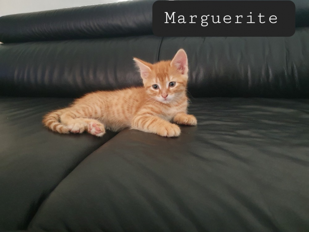 Photo de Margueritte