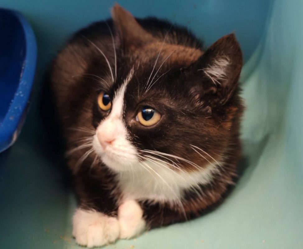 Azura - Chat Européen à adopter