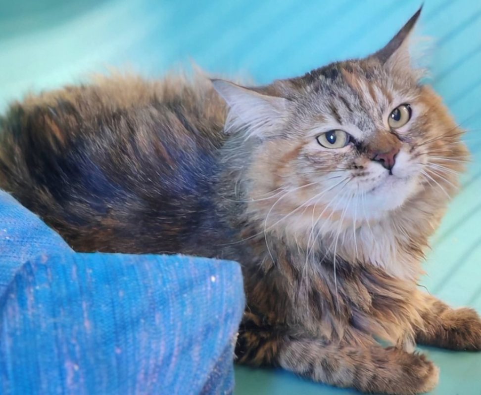 Esme - Chat Européen à adopter