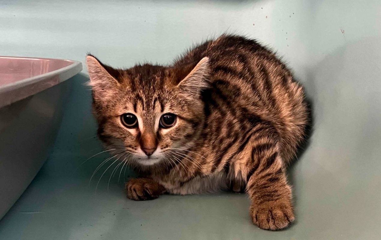 Klotilda - Chat Européen à adopter