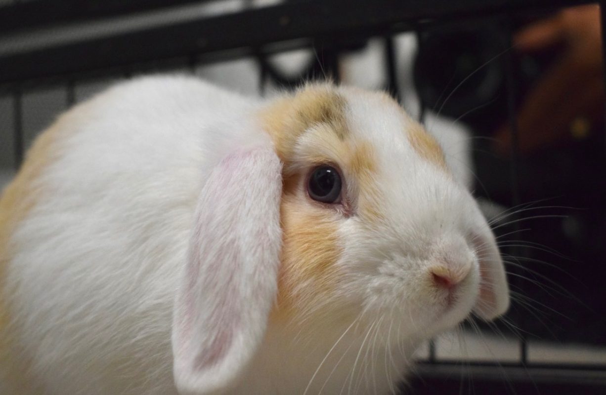 Azur - Rongeur Lapin à adopter