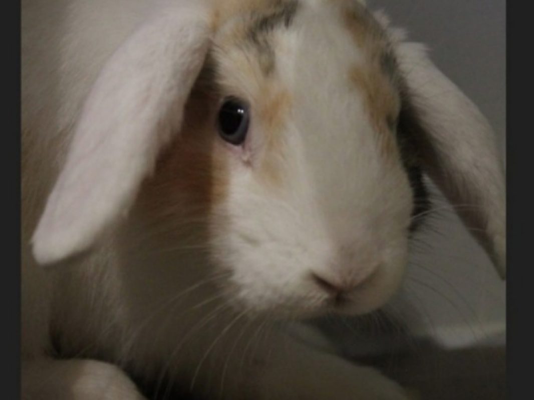 Azur - Rongeur Lapin à adopter - photo 2