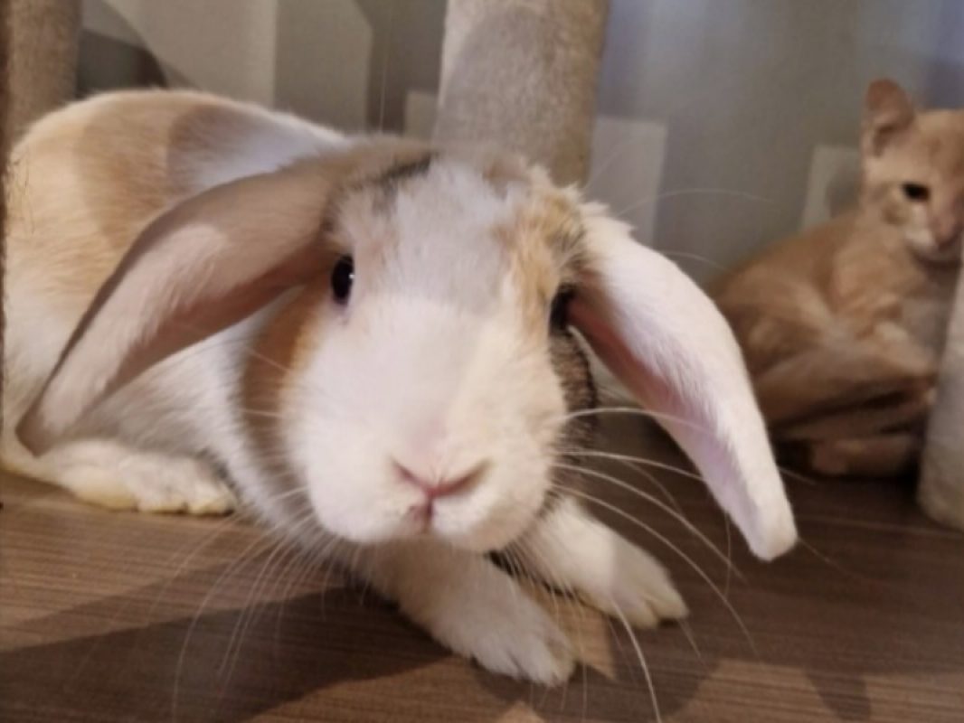 Azur - Rongeur Lapin à adopter - photo 3
