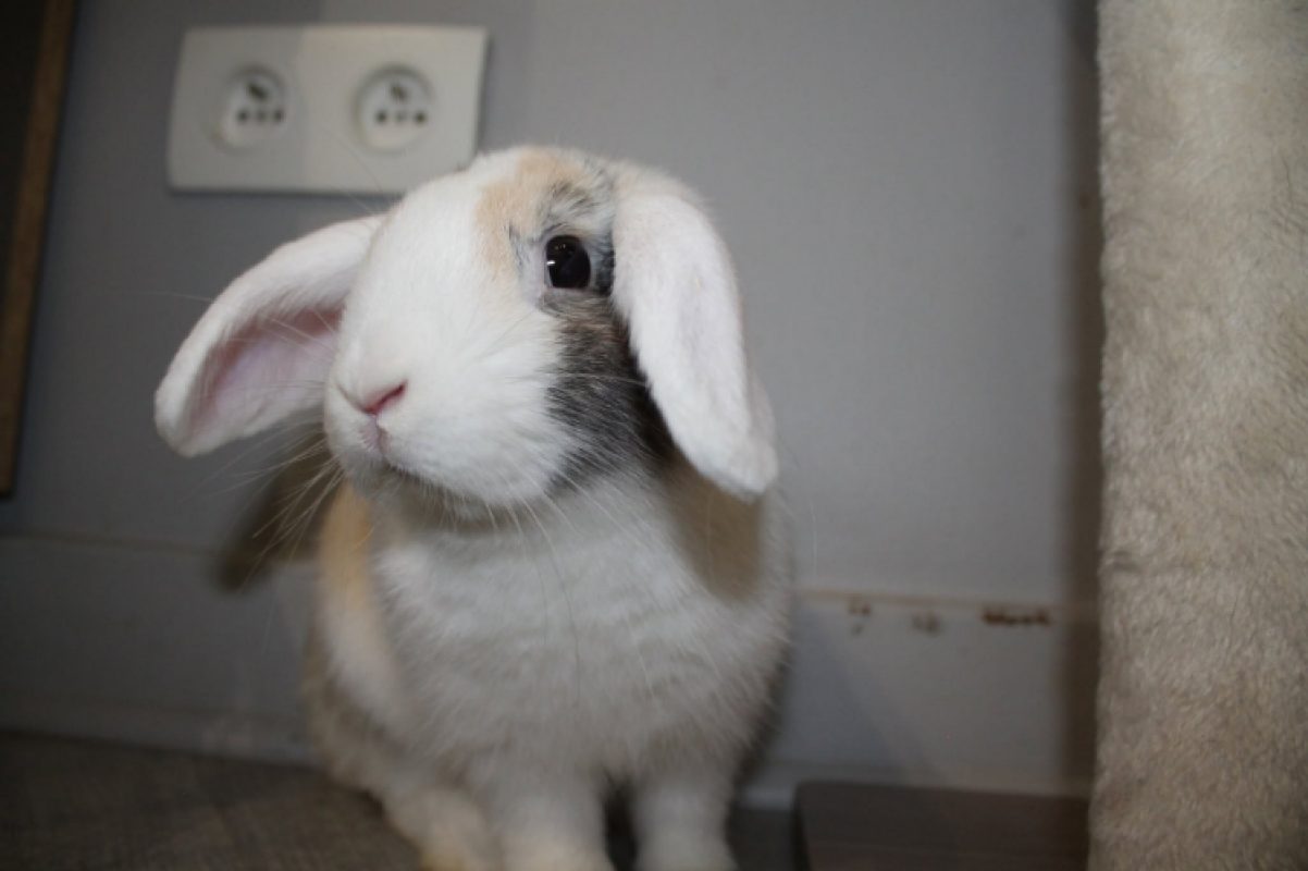 Azur - Rongeur Lapin à adopter - photo 4