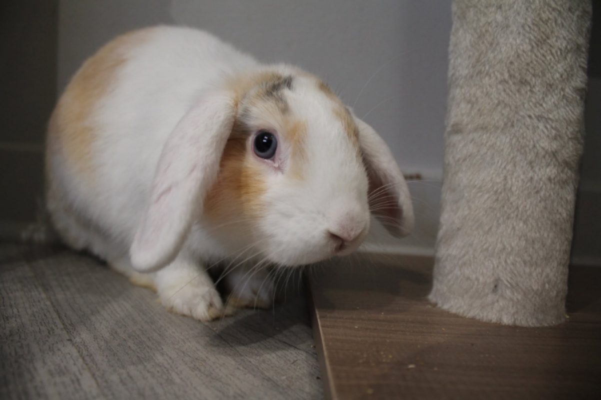 Azur - Rongeur Lapin à adopter - photo 5