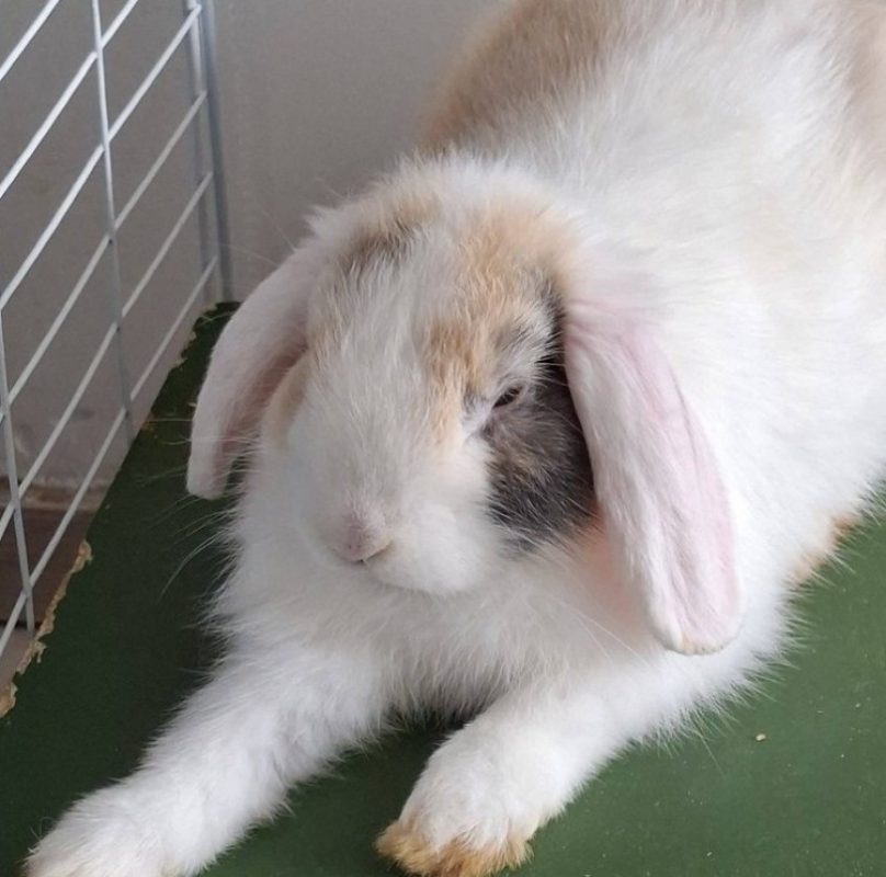 Azur - Rongeur Lapin à adopter - photo 7