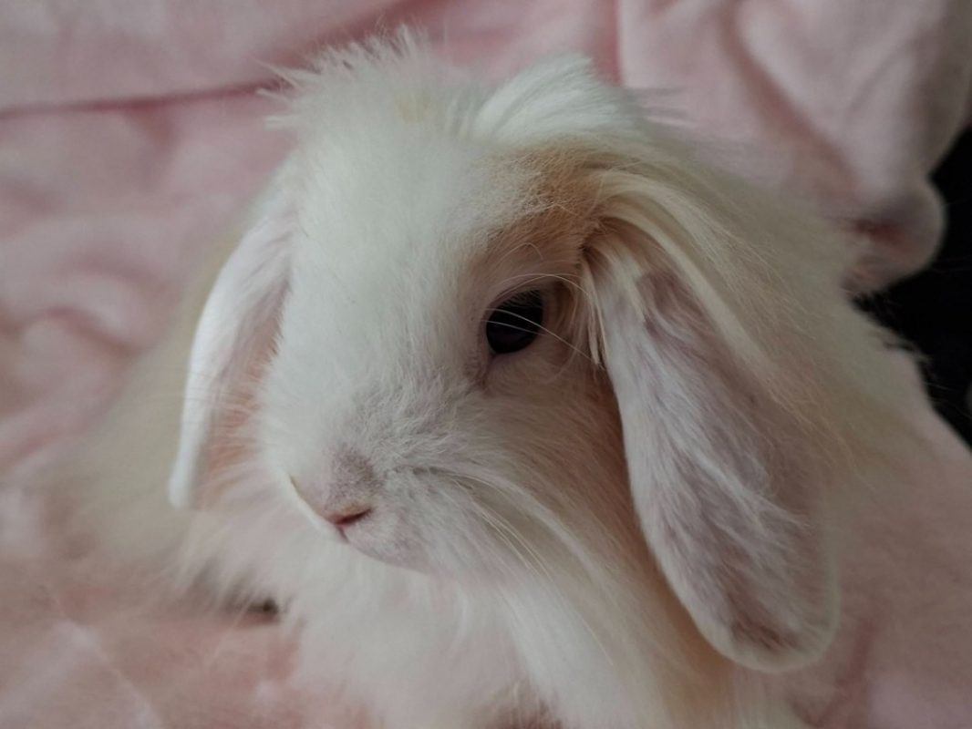 Prince - Rongeur Lapin à adopter