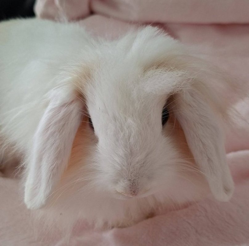 Prince - Rongeur Lapin à adopter - photo 2