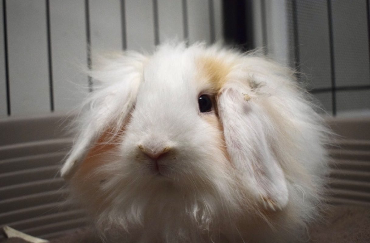 Prince - Rongeur Lapin à adopter - photo 4