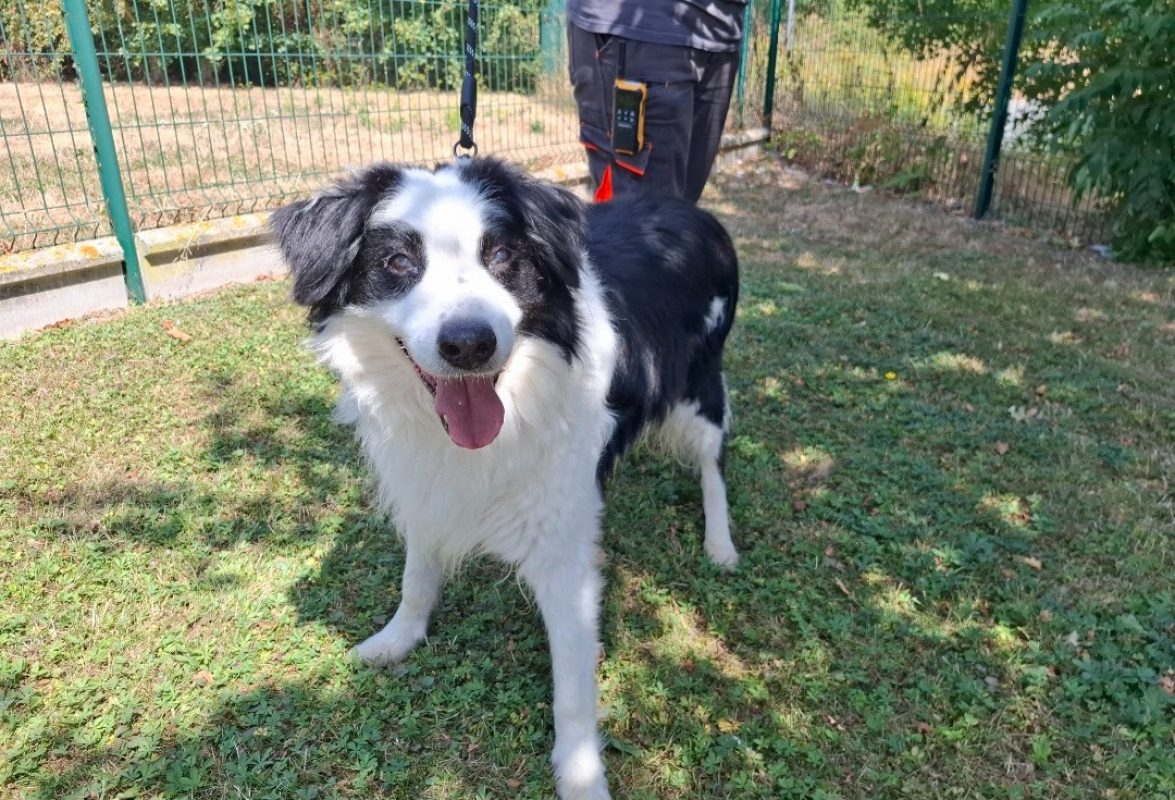 Isac - Chien Border Collie à adopter