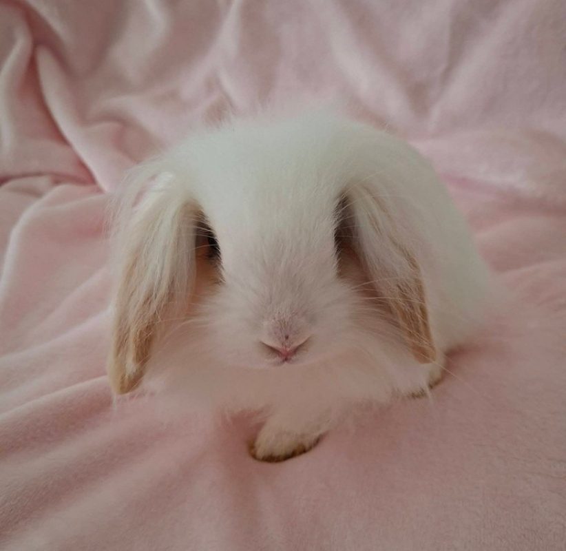 Neige - Rongeur Lapin à adopter
