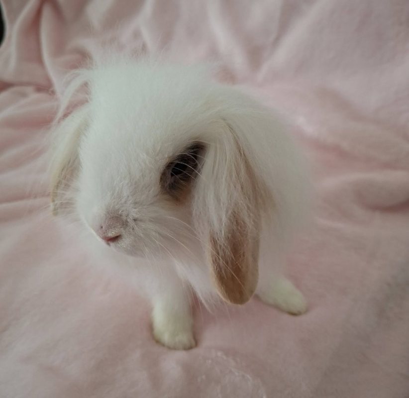 Neige - Rongeur Lapin à adopter - photo 2
