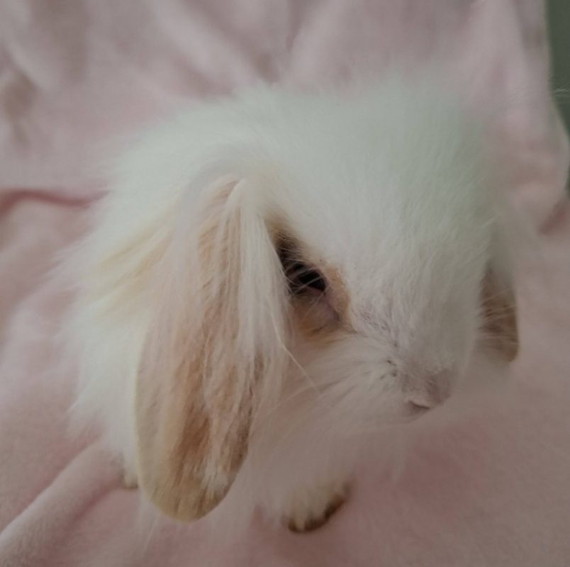 Neige - Rongeur Lapin à adopter - photo 3