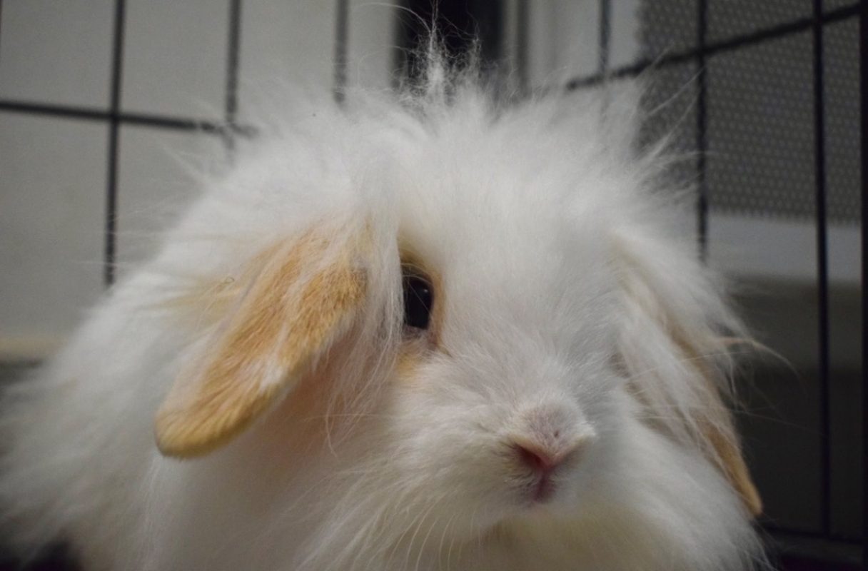 Neige - Rongeur Lapin à adopter - photo 4