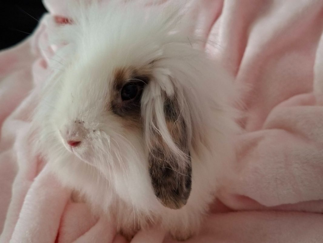 Welo - Rongeur Lapin à adopter