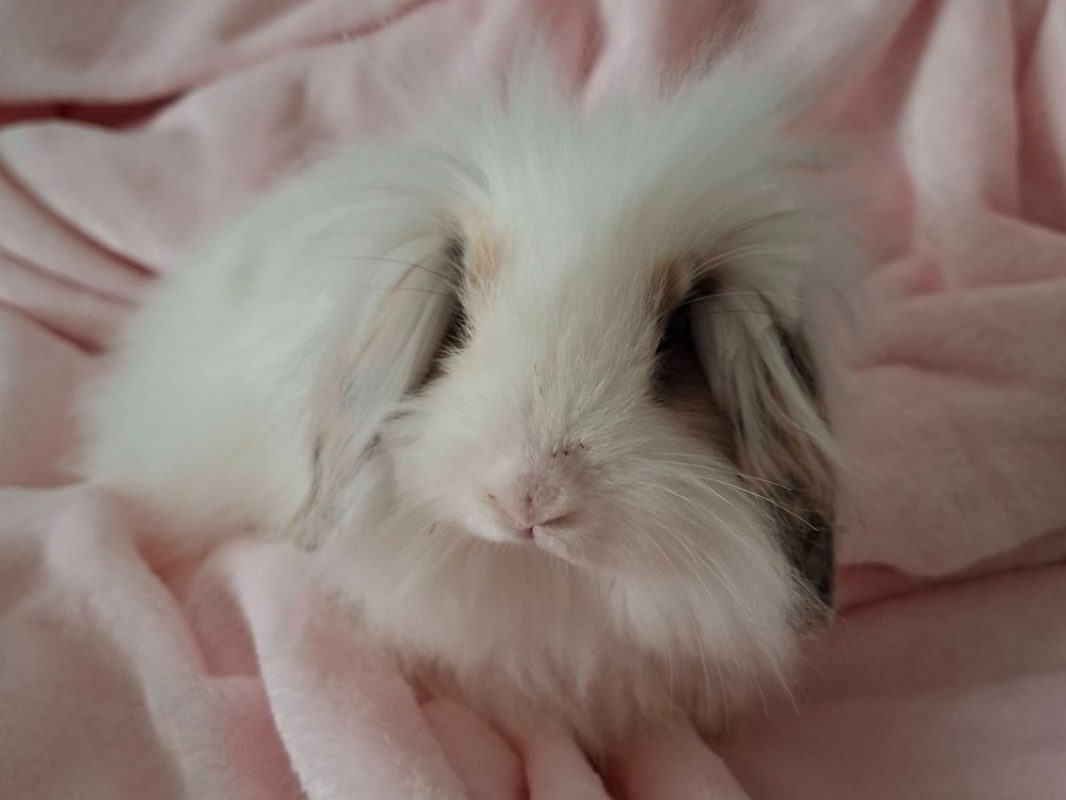 Welo - Rongeur Lapin à adopter - photo 2