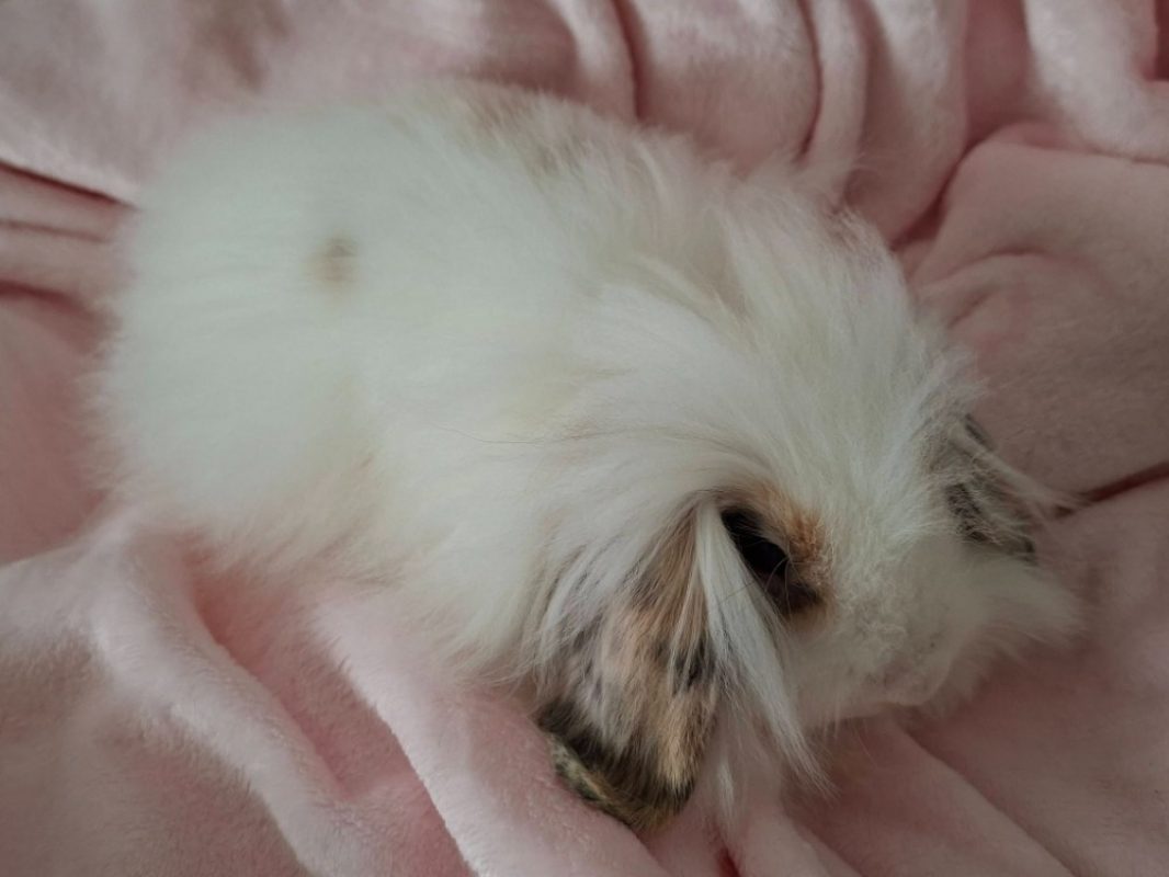 Welo - Rongeur Lapin à adopter - photo 3