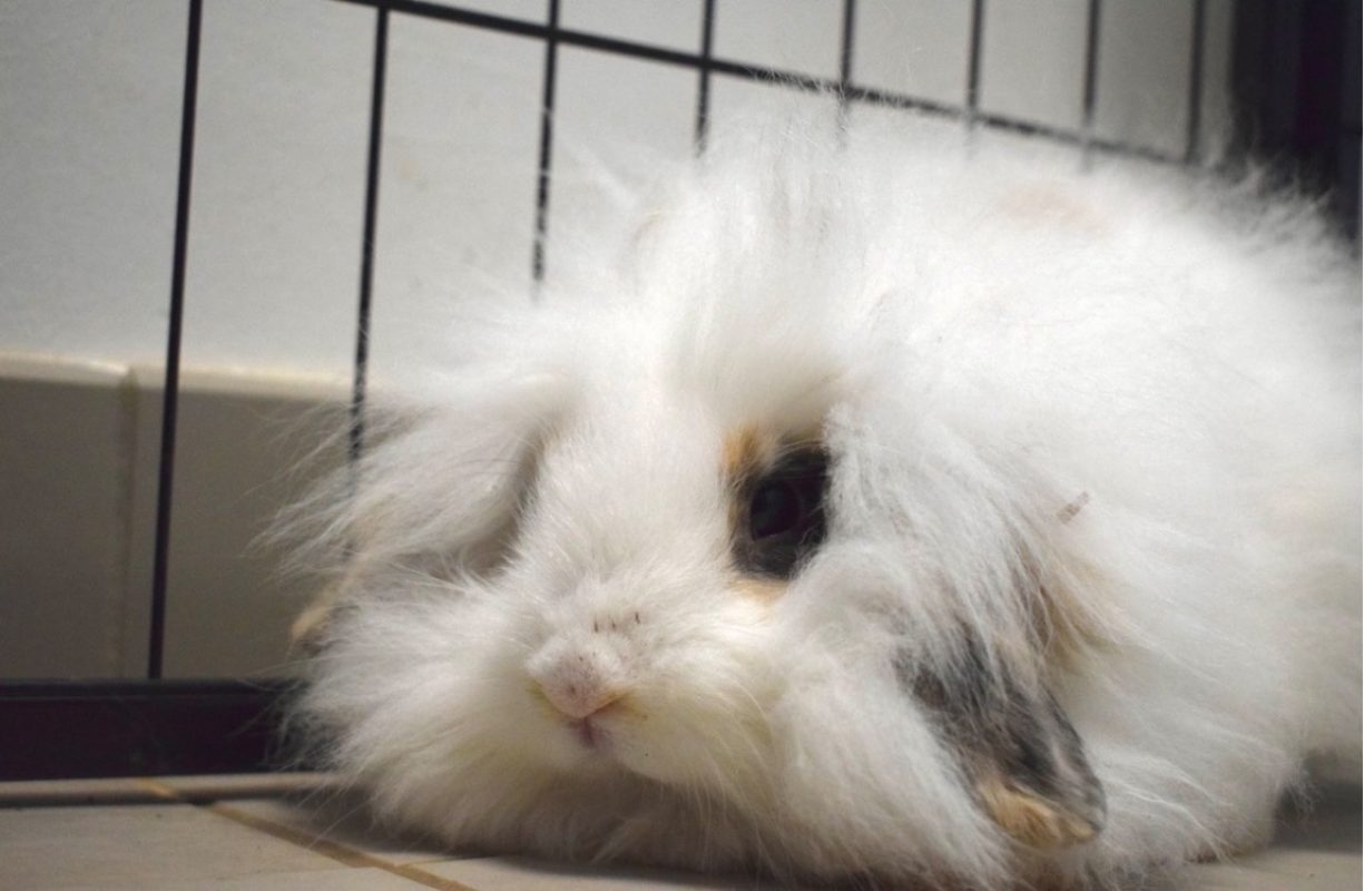 Welo - Rongeur Lapin à adopter - photo 4