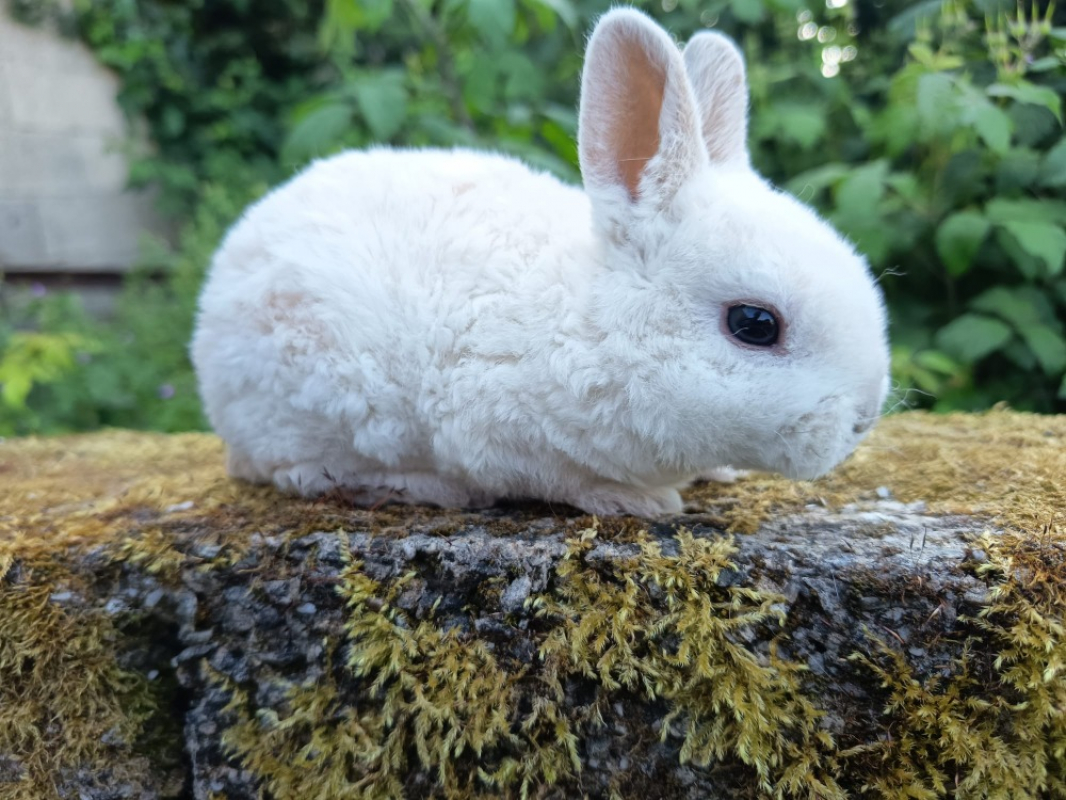 Photo de Pomme