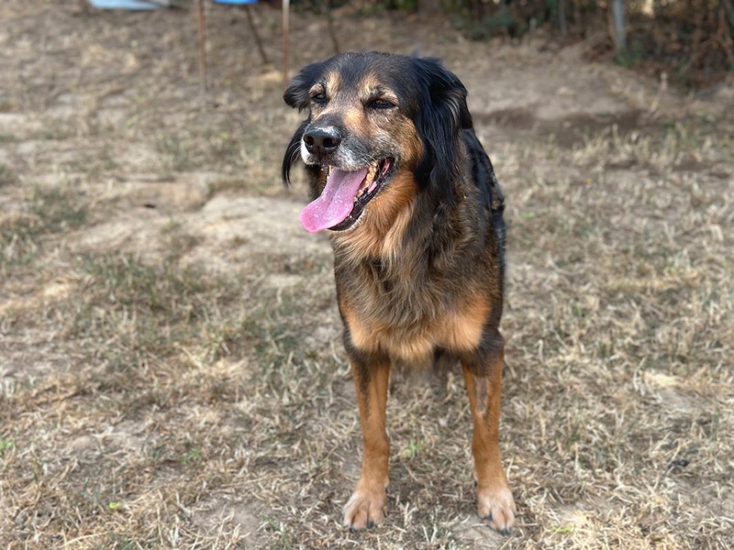 Maya - Chien à adopter - photo 2