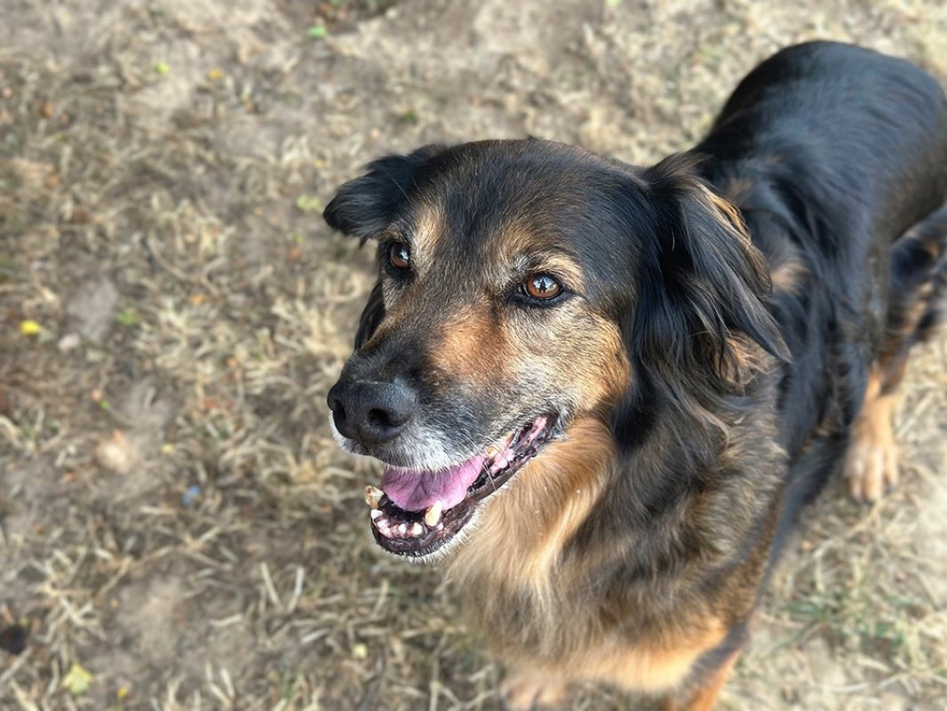 Maya - Chien à adopter - photo 4