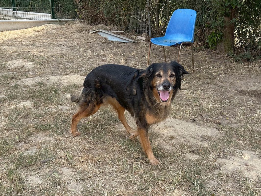 Maya - Chien à adopter - photo 5