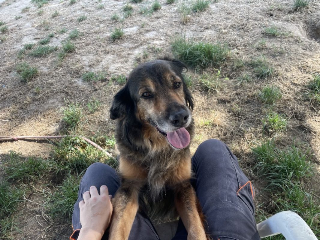 Maya - Chien à adopter - photo 6