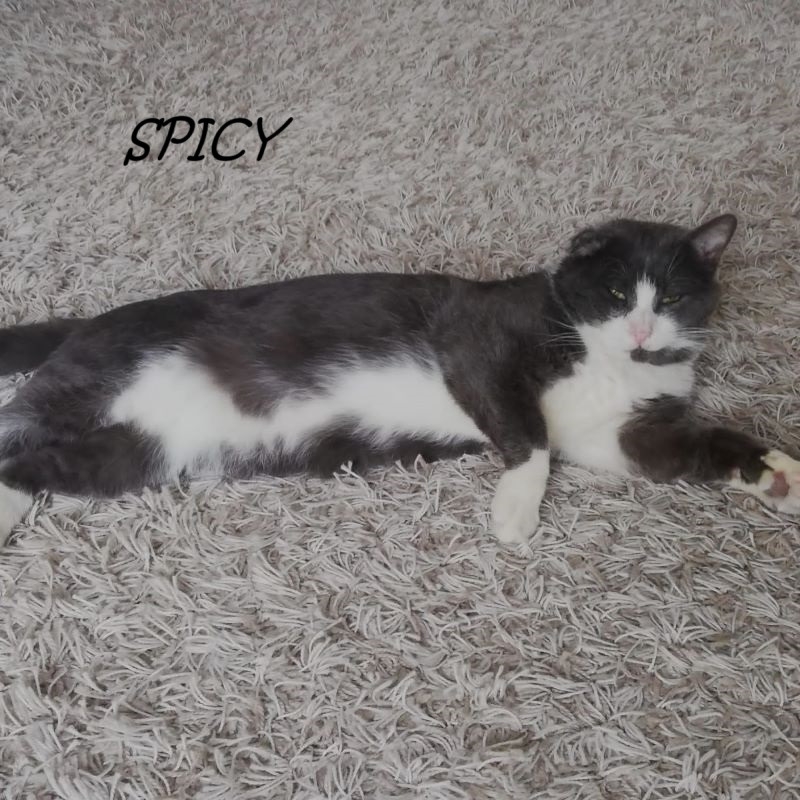 Photo de Spicy