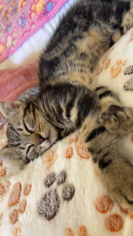 Photo #1 de Milo
