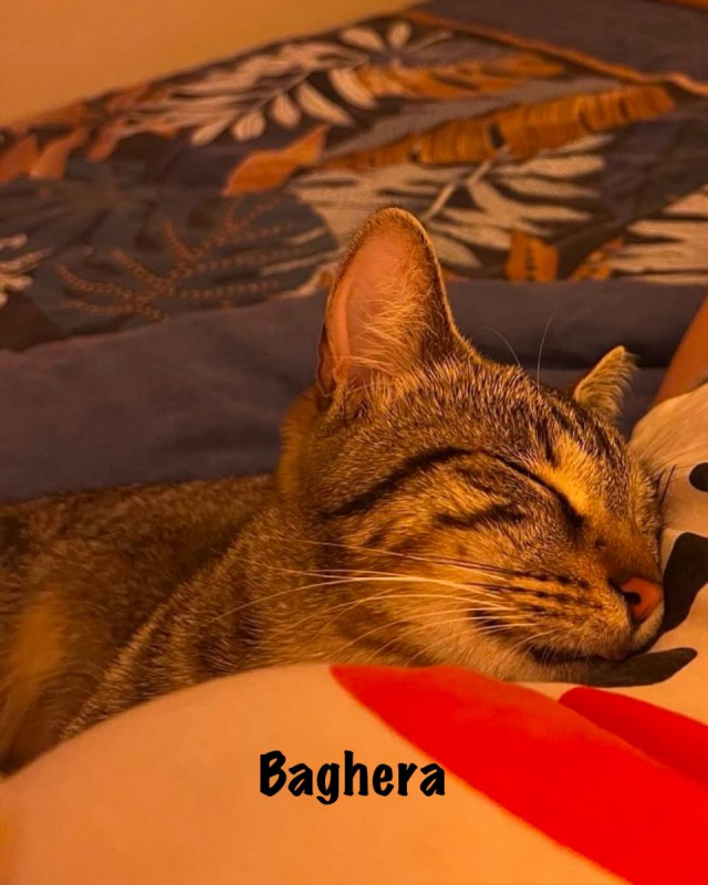 Photo #3 de BAGHERA