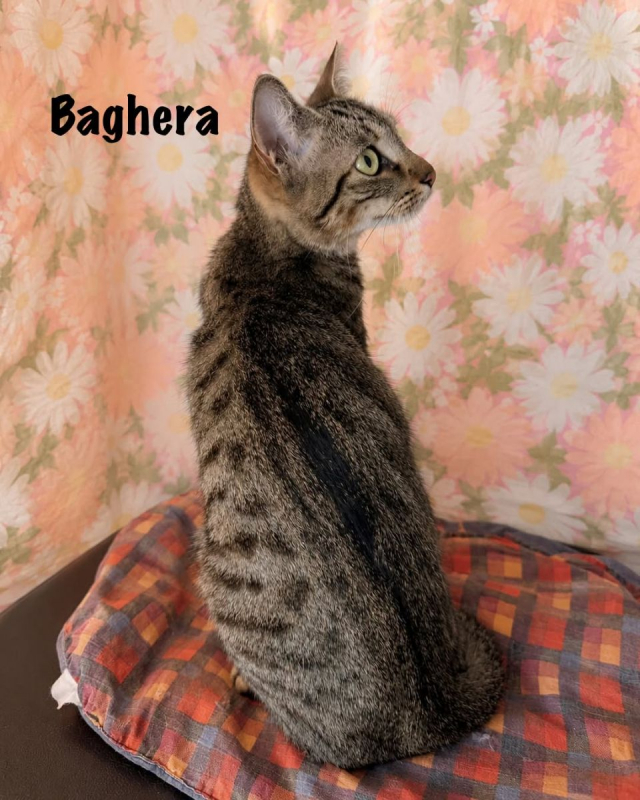 Photo #6 de BAGHERA
