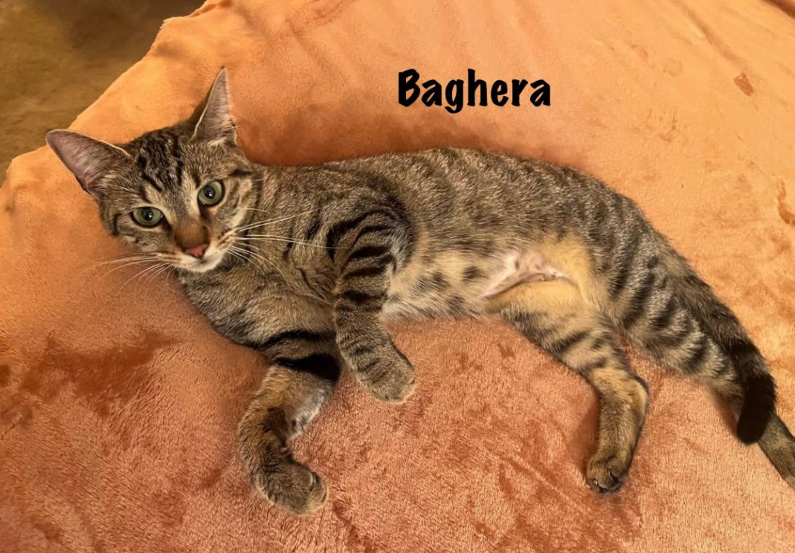Photo #5 de BAGHERA