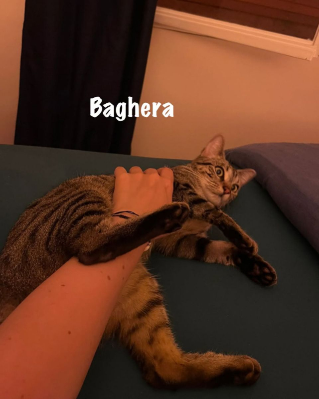 Photo #1 de BAGHERA