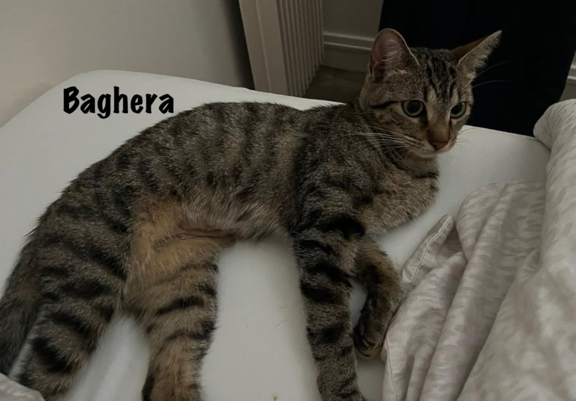 Photo #2 de BAGHERA