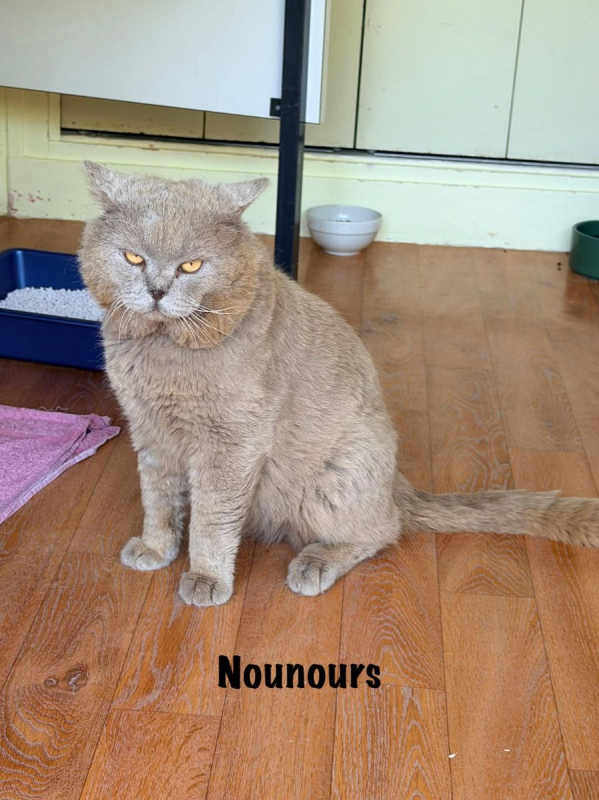 Photo #2 de NOUNOURS