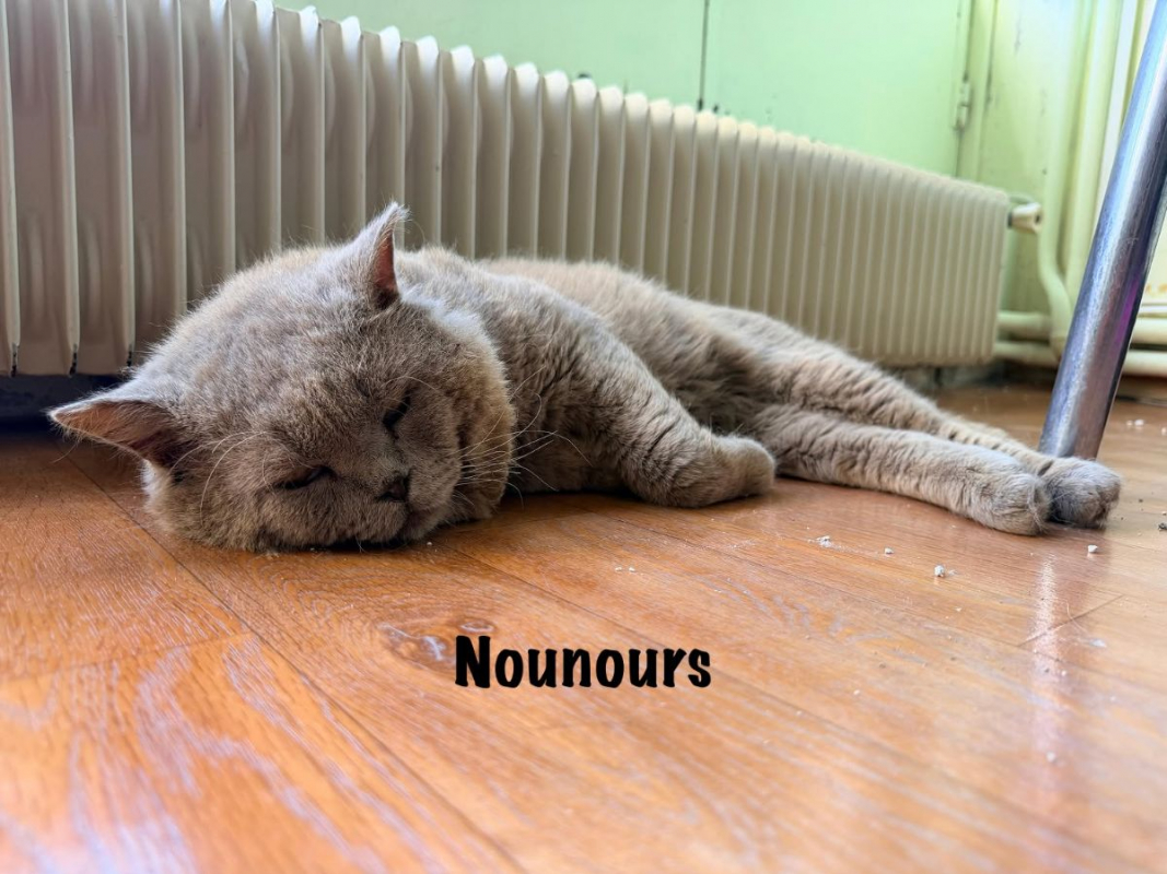 Photo #6 de NOUNOURS