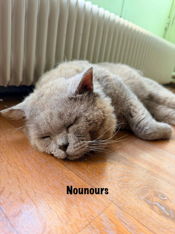 Photo #5 de NOUNOURS