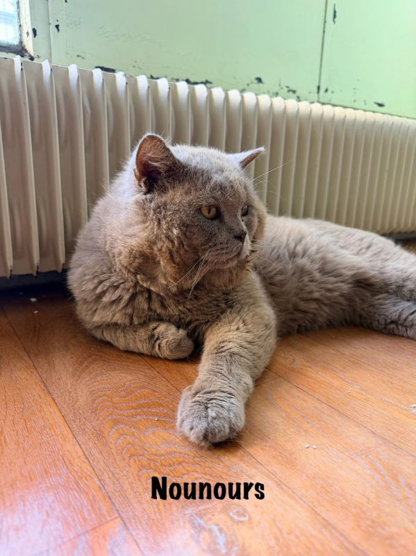 Photo #7 de NOUNOURS