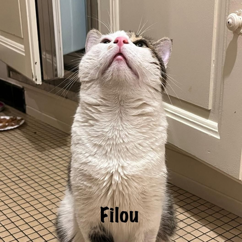 Photo #6 de FILOU