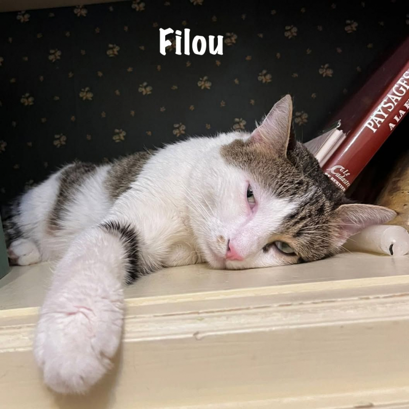 Photo #2 de FILOU