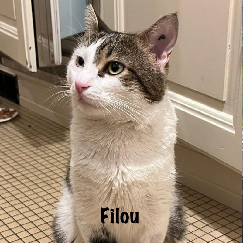 Photo #4 de FILOU