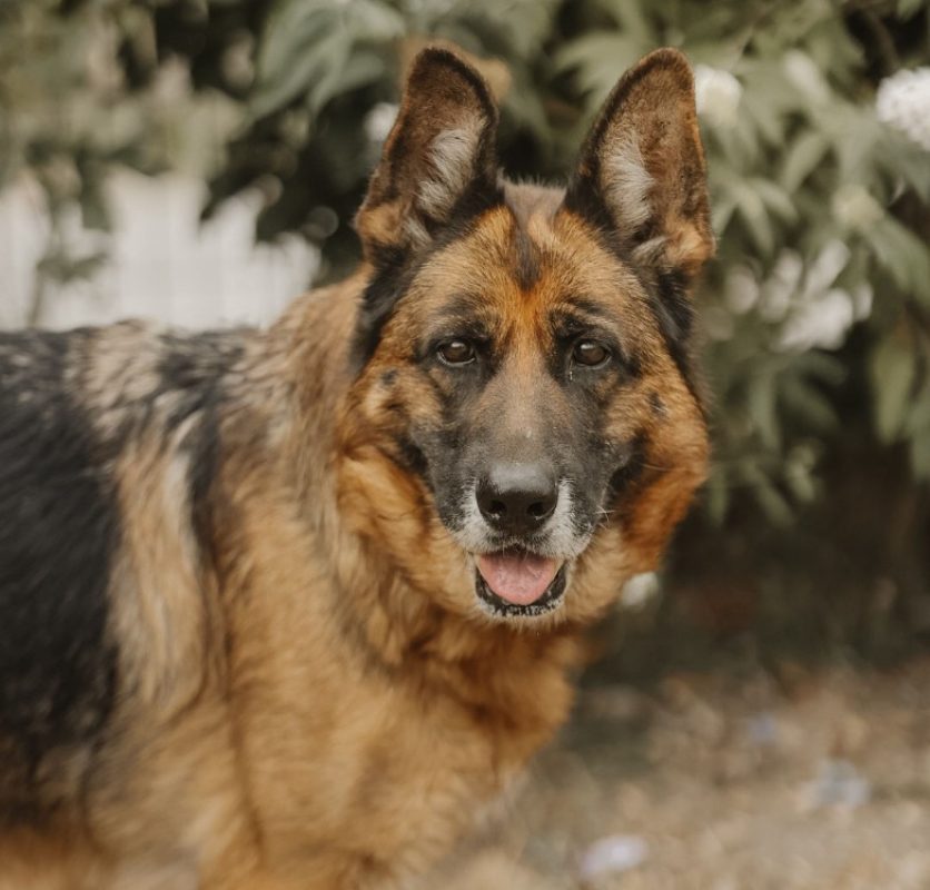 Adele - Chien Berger Allemand à adopter